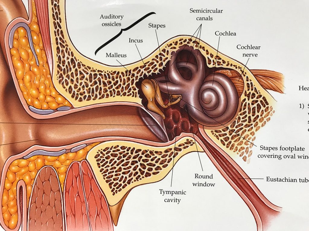 Строение внутреннего уха человека фото